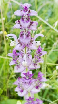 Salvia Sclarea: The Stunning Purple Clary Sage in Nature