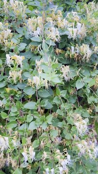 Growing Fragrant Honeysuckle: The Perfect Climbing Vine for Your Garden