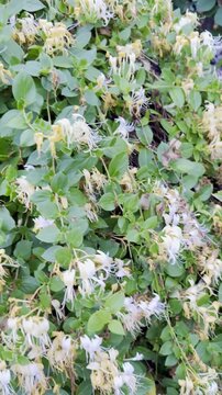 Top Reasons to Plant Climbing Honeysuckle in Your Backyard