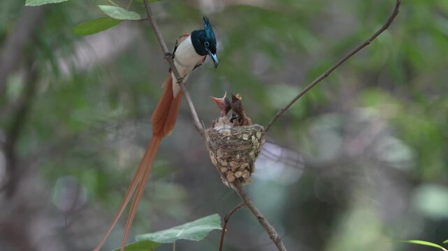 View of an Indian Paradise Flycatcher perched on a branch beside its nest containing hungry chicks in the lush forest of Kallar Kahar, Punjab, Pakistan.