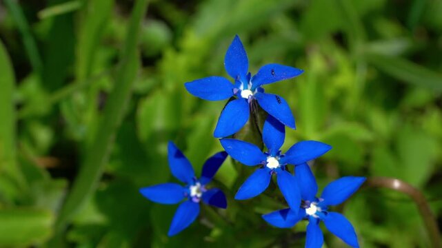 Snow Gentian in natural ambient (Gentiana nivalis) - (4K)