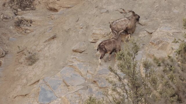 View of markhor goats climbing the rocky slopes of Chitral Gol National Park in Chitral, Khyber Pakhtunkhwa, Pakistan.