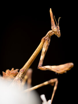 portrait of a stick mantis (empusa pennata)