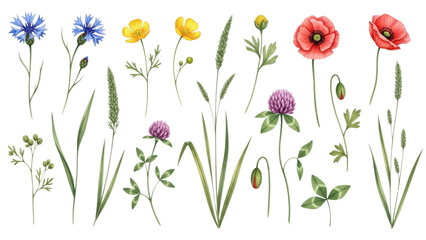 Fototapeta premium Hand Drawn Watercolor Wild Meadow Flowers and Grasses Botanical Vector Collection
