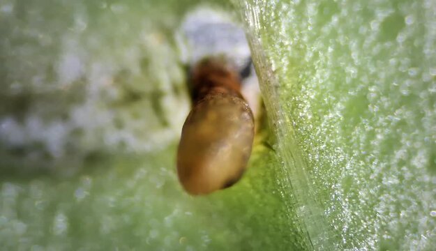 Leafminer larva under the microscope - Photomicrography 