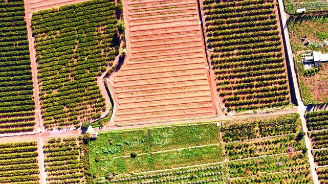 Overhead drone view of orange grove and plowed field patchwork, Valencia, Spain. Green citrus row, red soil furrow, dirt road and irrigation plot under bright midday light.