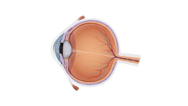 Human Eye Focusing Animation Eye Anatomy, Lens Accommodation, Retina, Light Refraction, Vision Mechanism, Ophthalmology, Optometry, Medical Education, 2D and 3D Animation