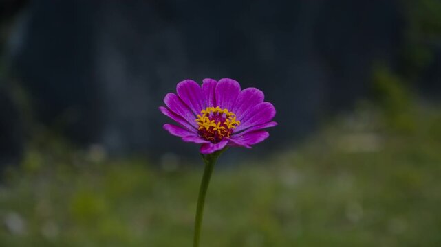 一輪の鮮やかな紫色のジニアの花 4Kシネマティック映像素材