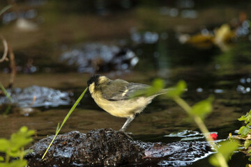 Carbonero común (Parus major) un poco despistado © FranciscoJose