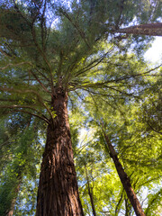 Obraz premium Tall redwood tree stands in sunlit forest