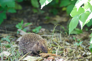 hedgehog in the forest © Duvekot Fotografie