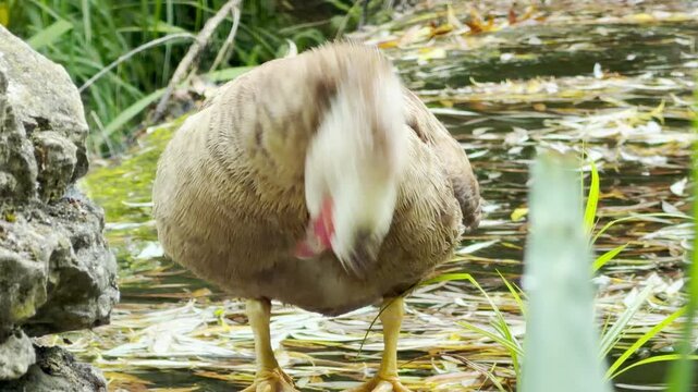 A funny Muscovy duck shakes its head vigorously by a peaceful pond. This energetic bird brings a cheerful mood to the calm nature setting.