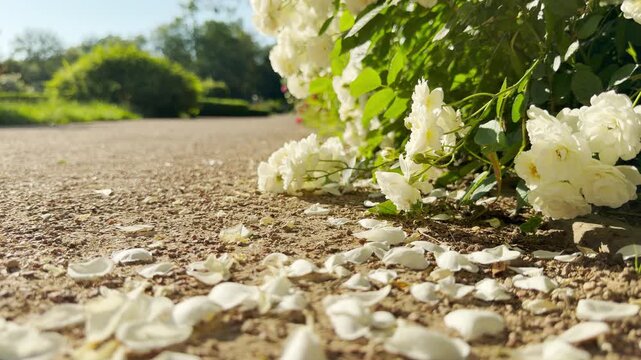 Beautiful white rose petals fall and scatter onto a sunny gravel path. This quiet scene brings a dreamy feeling of romantic nostalgia and serene peace.