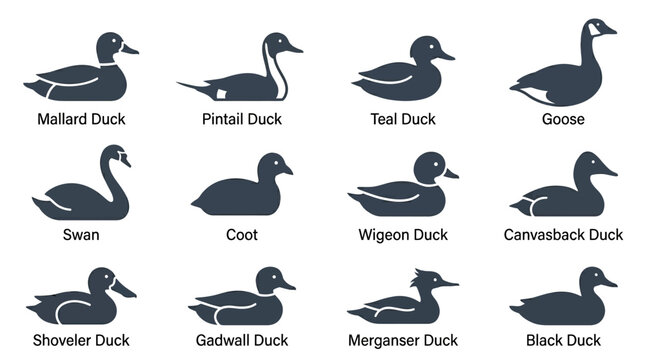 Includes: mallard duck, pintail duck, teal duck, goose, swan, coot, wigeon duck, canvasback duck, shovel duck, gadwall duck, merganser duck, black duck.