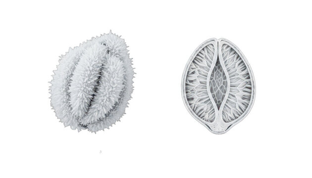 Microscopic View of Pollen Grain and Seed Cross-Section