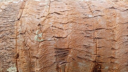 Naklejka premium tree bark texture