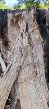 The remains of a large tree trunk that had been felled and burned.