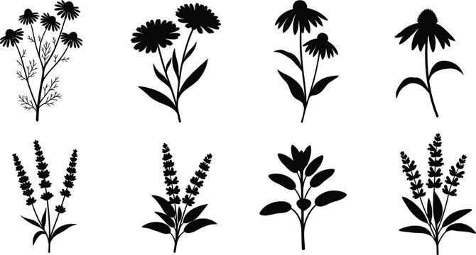 Eight Wildflower and Herb Silhouettes