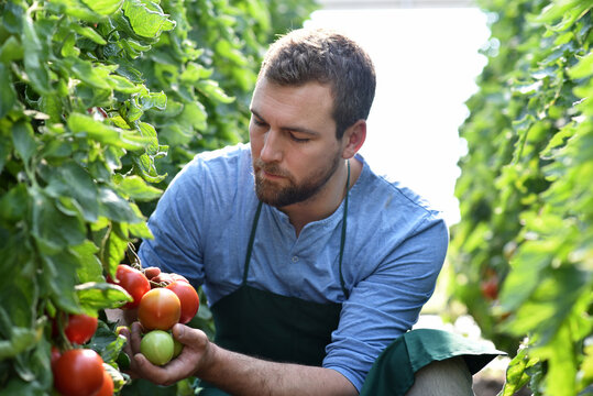 farmer in greenhouse growing and harvesting tires tomatoes for sale