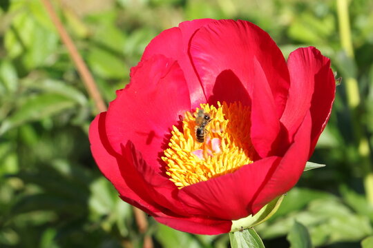 Pfingstrose (Paeonia lactiflora 'Paula Fay') mit Biene