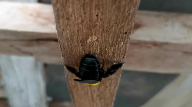 Carpenter Bee on Wood Beam