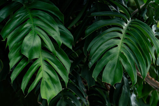 Tropical leaf background with dark moody green monstera leaves and dense jungle texture.