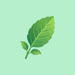 A fresh green mint leaf illustration on a light background © radiata