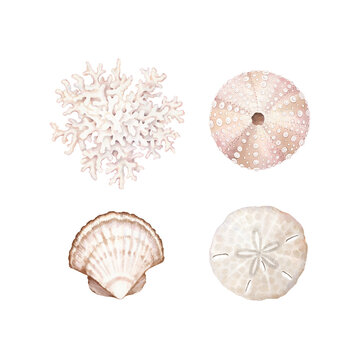 Watercolor set with coral, seashell, sand dollar and urchin. Collection of hand-drawn design elements for posters, cards or print.