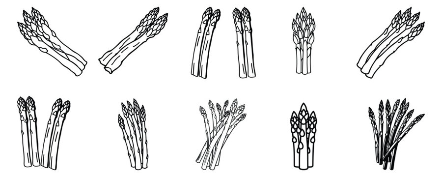 Fresh asparagus vegetable outline collection vector illustration with hand drawn organic healthy food elements set