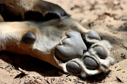 patte de lion