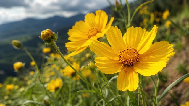 Sunny Yellow Coreopsis Tickseed Wildflowers in Mountain Field, Bright Yellow Daisy Lanceleaf Coreopsis Landscape Photography Backdrop