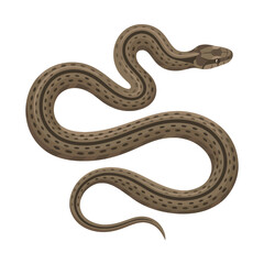 Obraz premium A brown, speckled snake coils gracefully in stillness