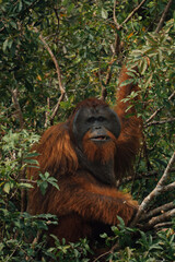 Fototapeta premium Orange-furred orangutan sits amid dense jungle foliage