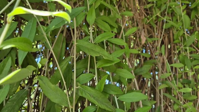 Close up shot of lush green lee kuan yew creeper plants hanging and growing downwards