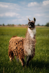 Fototapeta premium An alpaca stands in a meadow, looking up. Fluffy fur, blue sky, green grass