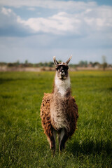 Fototapeta premium An alpaca stands in a meadow, looking up. Fluffy fur, blue sky, green grass