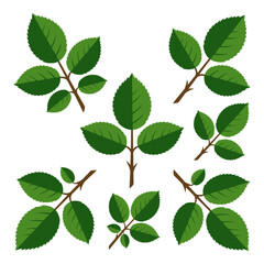 Fototapeta premium Lush green leaf clusters drift across a simple botanical study