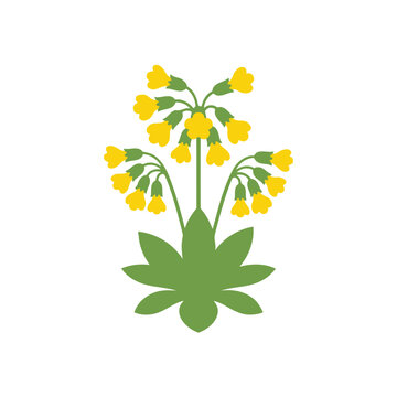 Yellow cowslip flower illustration on a white background