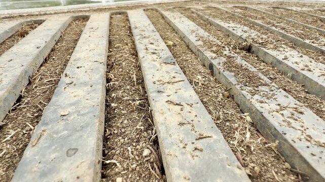 Tiny black ants walk across a dusty metal drainage grate. The parallel bars sit over dry soil and small bits of grass. The close-up view highlights the texture of the ground.