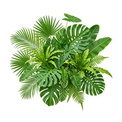 Tropical Jungle Plants Assortment Isolated White Background © HOAI PHAM