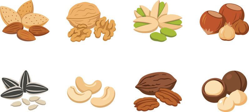 Mixed Nuts Collection Vector Set with Almonds Walnuts Pistachios and Cashews