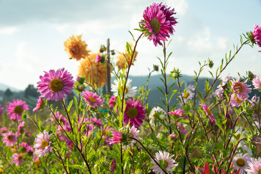 Colorful Daisy Flowers Blooming in Gulmarg, Kashmir during Golden Hour Light