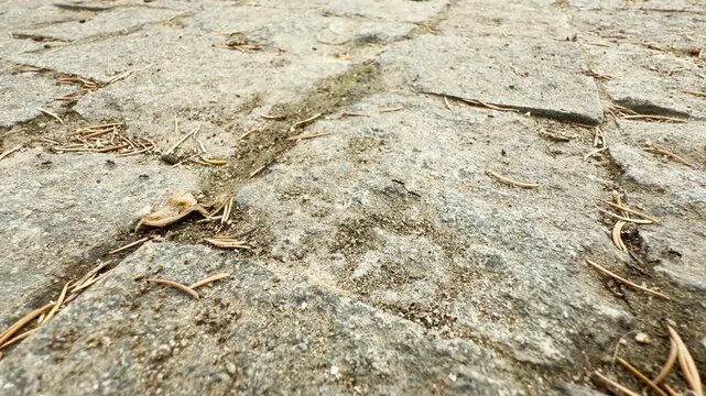 Busy ants scurry across a textured stone pavement. They navigate through loose dirt and pine needles on this rustic outdoor path.