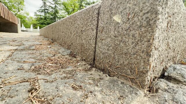 ants scurrying along a stone curb. The tiny insects navigate the rough pavement and fallen pine needles in a park environment.
