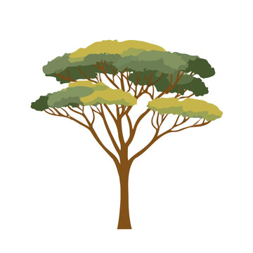 Simple flat 2D vector graphic of Balsa Tree, modern icon look, displayed on a pure white background.