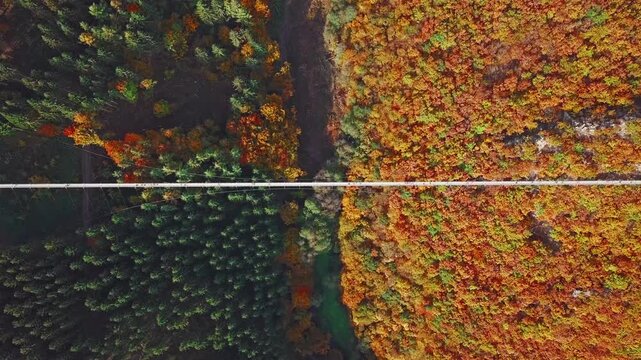 Overhead aerial view of people walking on Suspension footbridge Geierlay (Hangeseilbrucke Geierlay), Germany. 2.5x speeded up from 24 fps.