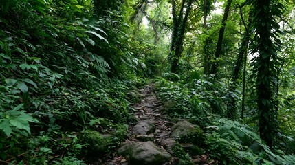 Obraz premium A majestic and remote tropical jungle path is filled with lush greenery and climbing vines offering a scenic pathway through the wild wilderness