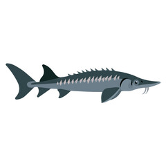 Obraz premium 2D flat vector illustration of Sturgeon, designed in a clean icon style and isolated on a white background.