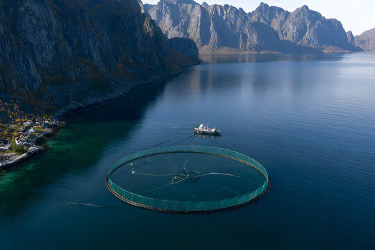 Aerial view shows a circular salmon pen with nets and feeding lines to a service barge in a Lofoten Islands fjord, Norway. Steep mountains and cottages line the rocky shore during daylight.