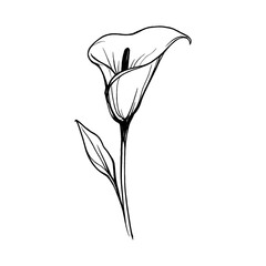 Fototapeta premium PNG Elegant minimalist floral illustration.